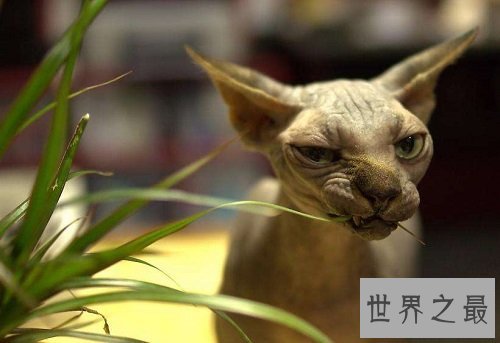 无毛猫价格那么贵？理由居然是这个！