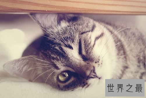 猫眼睛发炎怎么办？撸猫君快快看过来！