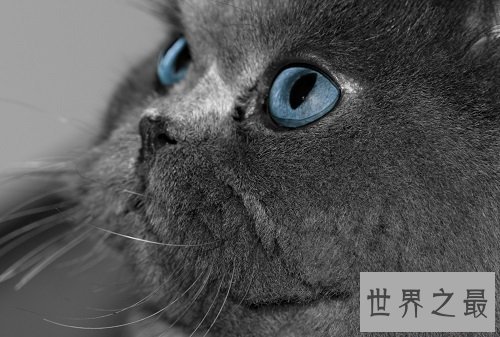 猫眼睛发炎怎么办？撸猫君快快看过来！