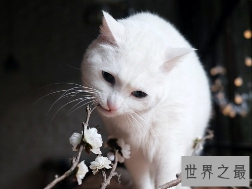 猫眼睛发炎怎么办？撸猫君快快看过来！