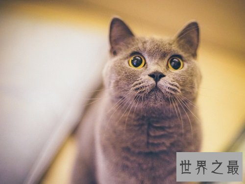 猫眼睛发炎怎么办？撸猫君快快看过来！