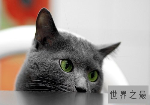 猫眼睛发炎怎么办？撸猫君快快看过来！