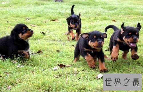 罗威纳幼犬怎么挑选？最齐全最专业攻略为你奉上！