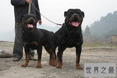 ​罗威纳幼犬怎么挑选？最齐全最专业攻略为你奉上！