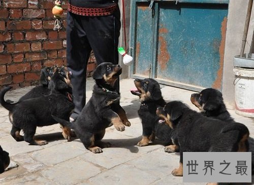 罗威纳幼犬怎么挑选？最齐全最专业攻略为你奉上！