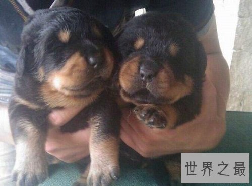 罗威纳幼犬怎么挑选？最齐全最专业攻略为你奉上！