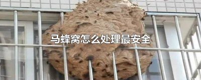 ​小小的马蜂窝怎样处理最安全 寻找马蜂窝的方法视频