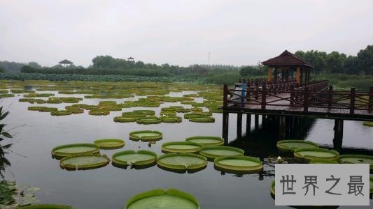 世界十大热带雨林植物，样子都极其独特。