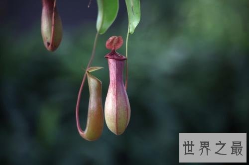 世界十大热带雨林植物，样子都极其独特。