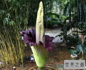 ​尸臭花百余年仅开60次，开花24小时后便凋谢