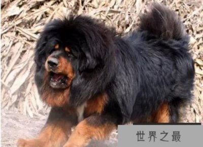 ​世界上最凶猛的狗排名 猛犬霸主中国藏獒