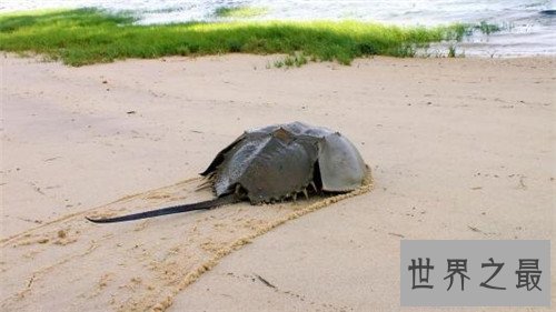 世界上唯一的蓝血海洋生物，为医学界做出了巨大贡献！