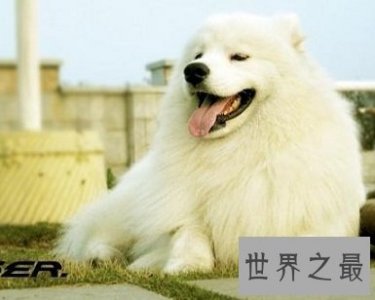 ​高贵的迷人天使，雪橇三傻之一的萨摩耶犬智商怎么样