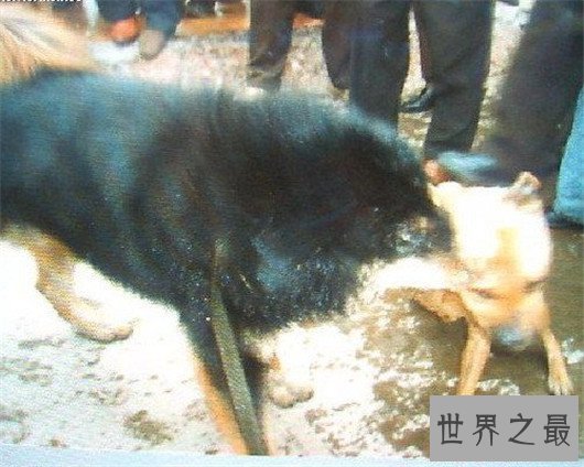 犬中霸王比特犬你想养吗，比特犬价格不是越贵越好！