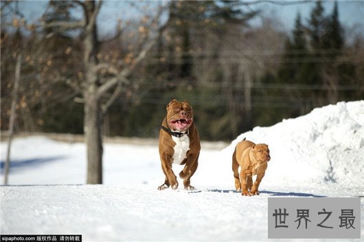 犬中霸王比特犬你想养吗，比特犬价格不是越贵越好！