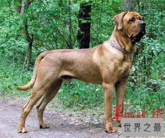 犬中霸王比特犬你想养吗，比特犬价格不是越贵越好！