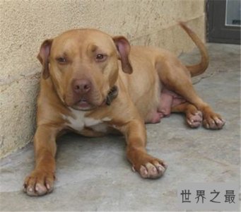 ​犬中霸王比特犬你想养吗，比特犬价格不是越贵越好！