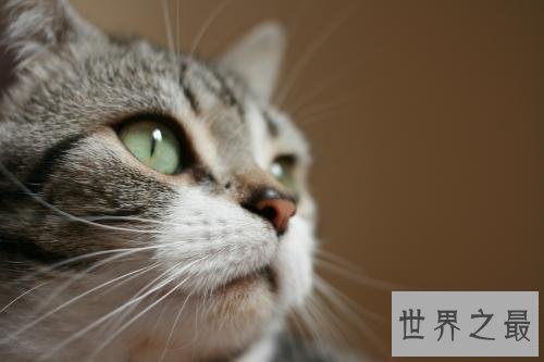 抖音的十大网红猫，有没有你喜欢的猫咪？