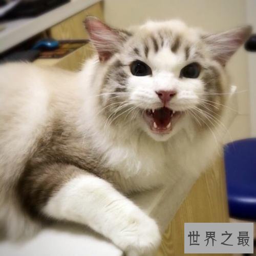 抖音的十大网红猫，有没有你喜欢的猫咪？