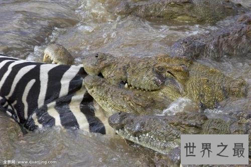 尼罗鳄，据说是非洲最大的鳄鱼，凶残无比，沼泽里的霸主