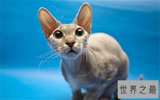 最聪明最粘人的猫加拿大无毛猫，加拿大无毛猫价格