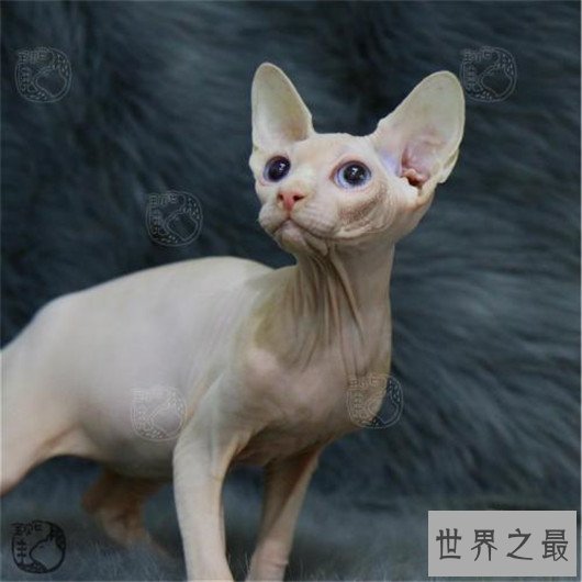 最聪明最粘人的猫加拿大无毛猫，加拿大无毛猫价格