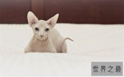 ​最聪明最粘人的猫加拿大无毛猫，加拿大无毛猫价格