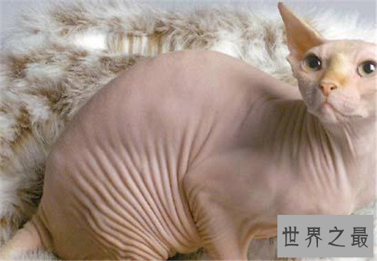 最聪明最粘人的猫加拿大无毛猫，加拿大无毛猫价格