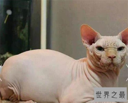 最聪明最粘人的猫加拿大无毛猫，加拿大无毛猫价格