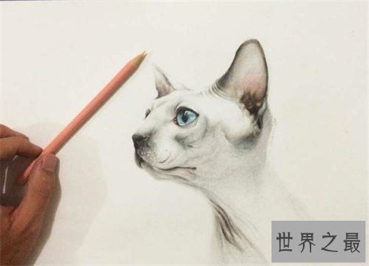 最聪明最粘人的猫加拿大无毛猫，加拿大无毛猫价格