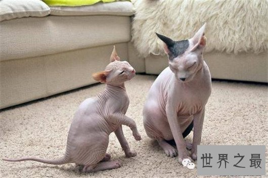 最聪明最粘人的猫加拿大无毛猫，加拿大无毛猫价格