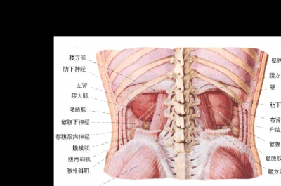 ​人体腹部结构图(人体腹部疼痛部位参照图)