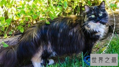 ​世界上猫毛最长的猫：最长可达25.68厘米