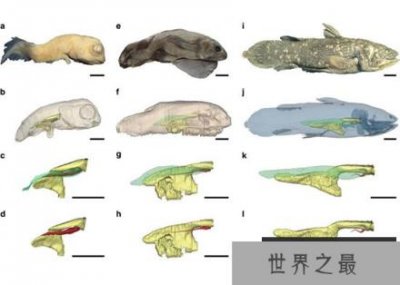 ​科学家深水下拍到活化石腔棘鱼 在4亿年前已出现地球