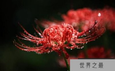 ​冥界四花之首彼岸花，花与叶永世不相见的灵魂之花