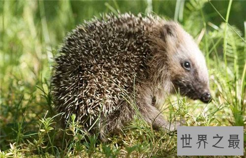 刺猬的生活习性介绍 杂食性动物非常适合家养