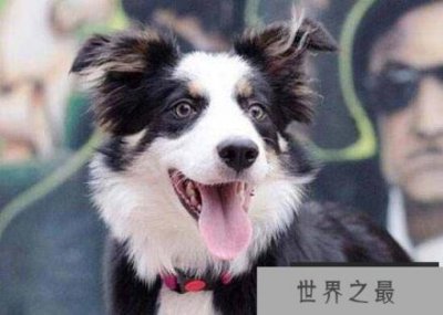 ​世界十大最受欢迎牧羊犬，边境牧羊犬排第一名