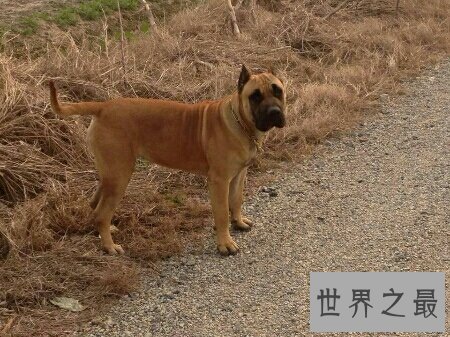 加纳利犬是一种非常凶猛的狗 导致被禁养