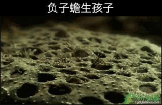 琵琶蟾蜍是什么意思?琵琶蟾蜍图片恐怖