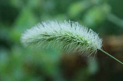 ​狗尾巴草寓意 狗尾巴草是什么花语