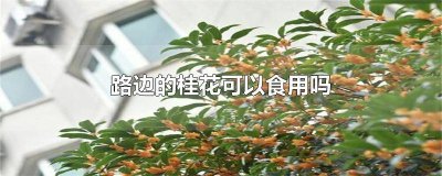 ​马路边的桂花能吃吗 关于桂花的视频