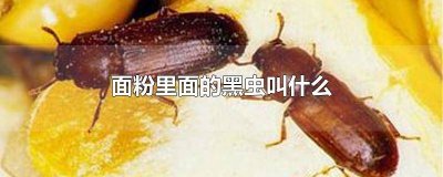 ​面粉有黑虫 面粉里有小黑虫是怎么回事