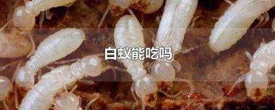 ​白蚁会吃什么 吃白蚁蚁后