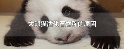 ​大熊猫为什么称为活化石动物 大熊猫为什么称为活化石简写