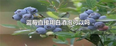 ​蓝莓直接用白酒泡可以吗有毒吗 蓝莓泡酒可以吗?