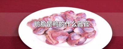 ​鸭胗相当于人体的什么部位 鸭旽是什么器官