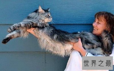 ​世界上最长的猫，长达1.23米(图)