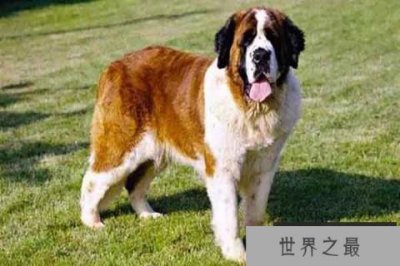 ​世界十大名犬排行榜：高加索犬上榜 圣伯纳瑞士国宝