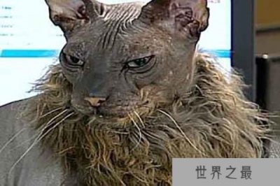 ​世界上最丑的猫排行：奶牛猫上榜第一丑猫丑到惊人