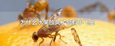 ​为什么放久的水果有小飞虫 水果放一段时间有小飞虫